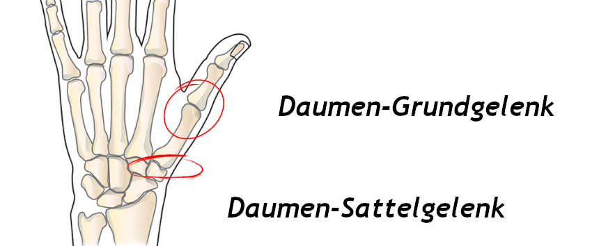 Schematische Darstellung der Gelenke am Daumen