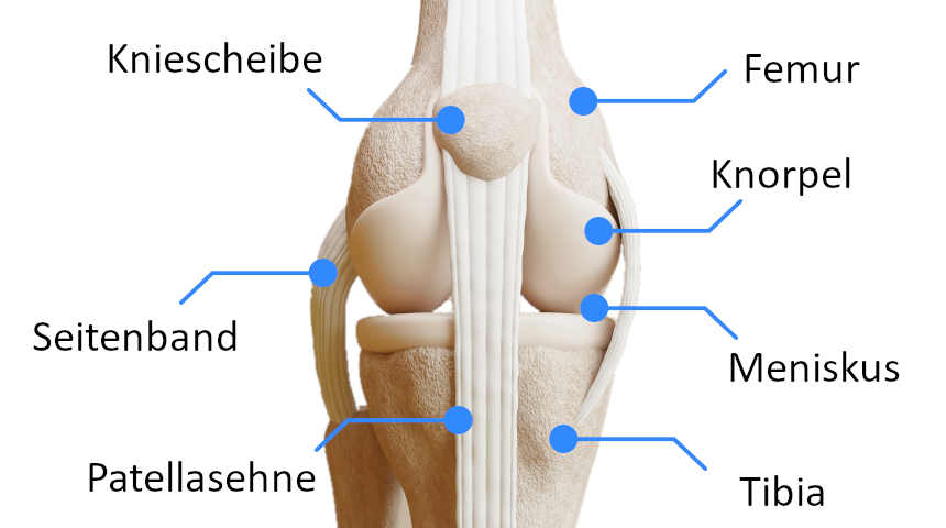 Anatomie Kniegelenk
